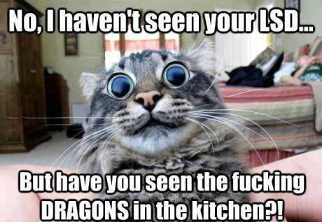 cat_dragons_kitchen