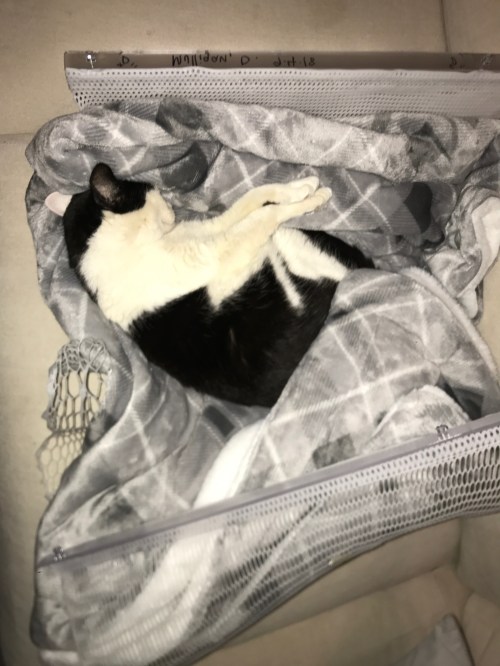 radiation pants cat bed 7